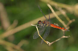 Image of little bloodtail