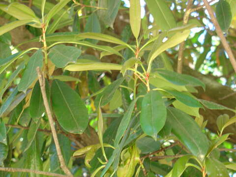 Plancia ëd Photinia glabra (Thunb.) Maxim.