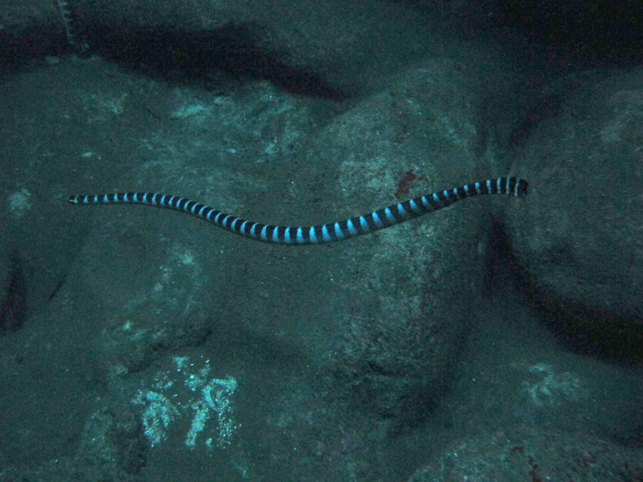 Image of Black-banded sea krait