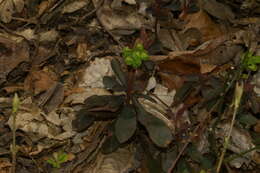 Image of Wood Spurge