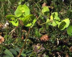 Image of Wood Spurge