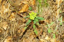 Image of Wood Spurge