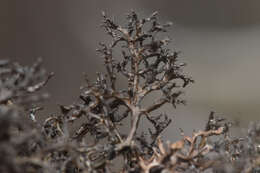 Image of Kaernefeltia californica (Tuck.) A. Thell & Goward
