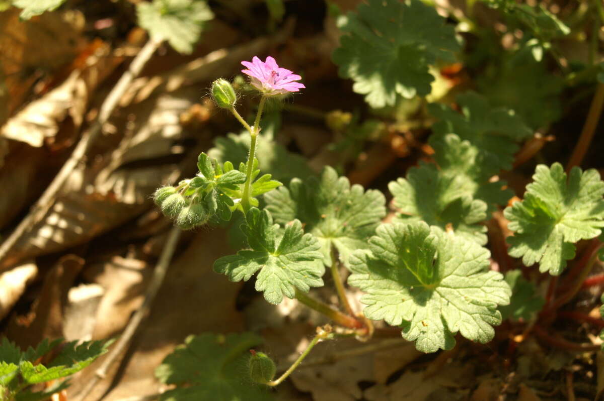 Imagem de Geranium molle L.