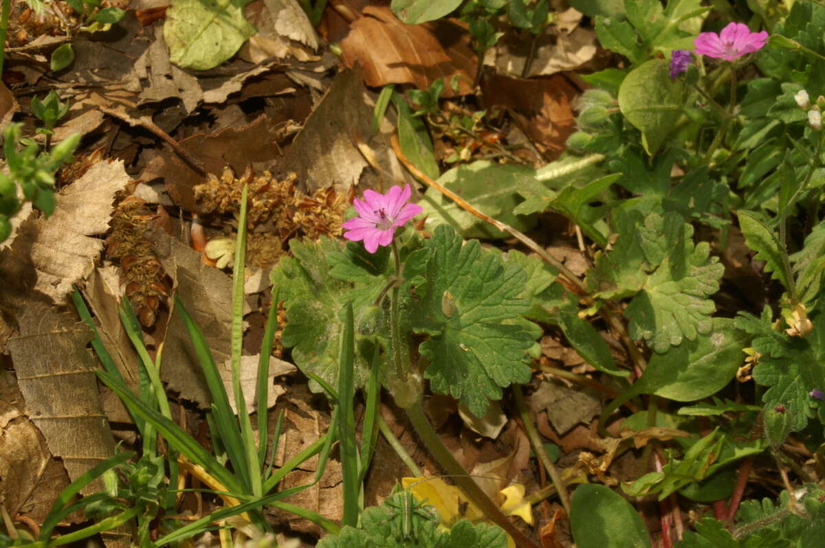 Imagem de Geranium molle L.