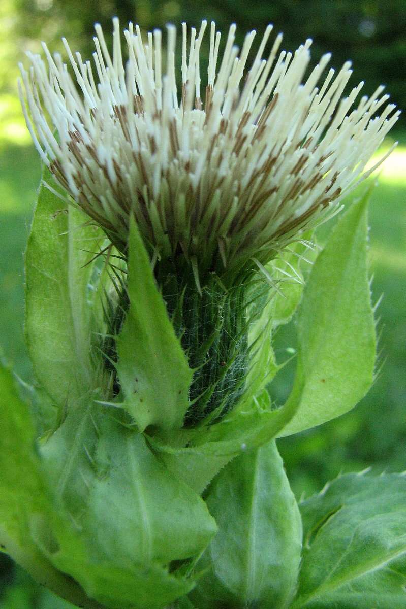 Image of Cabbage Thistle