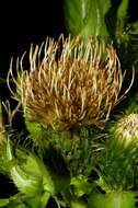 Image of Cabbage Thistle