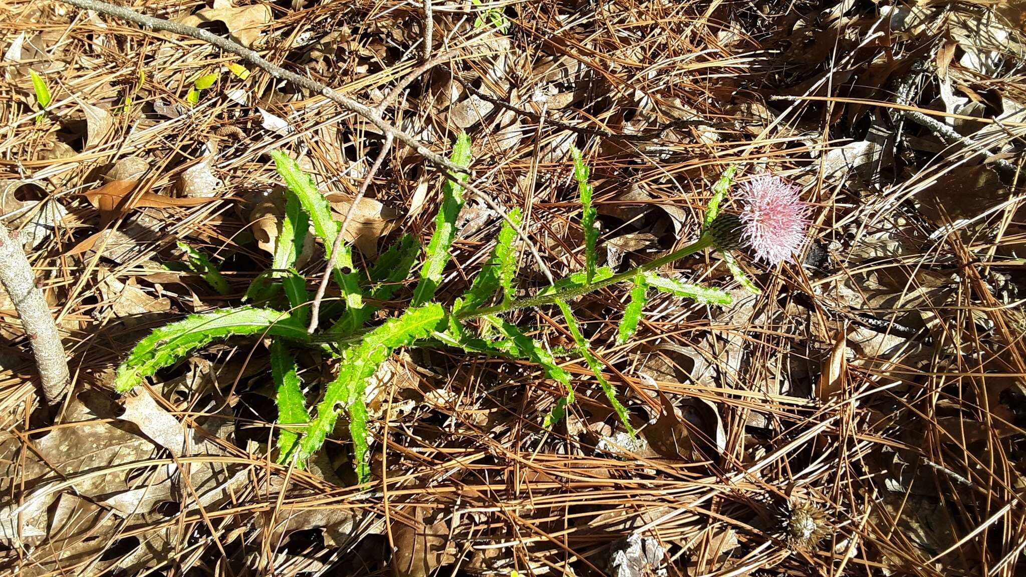 Imagem de Cirsium repandum Michx.