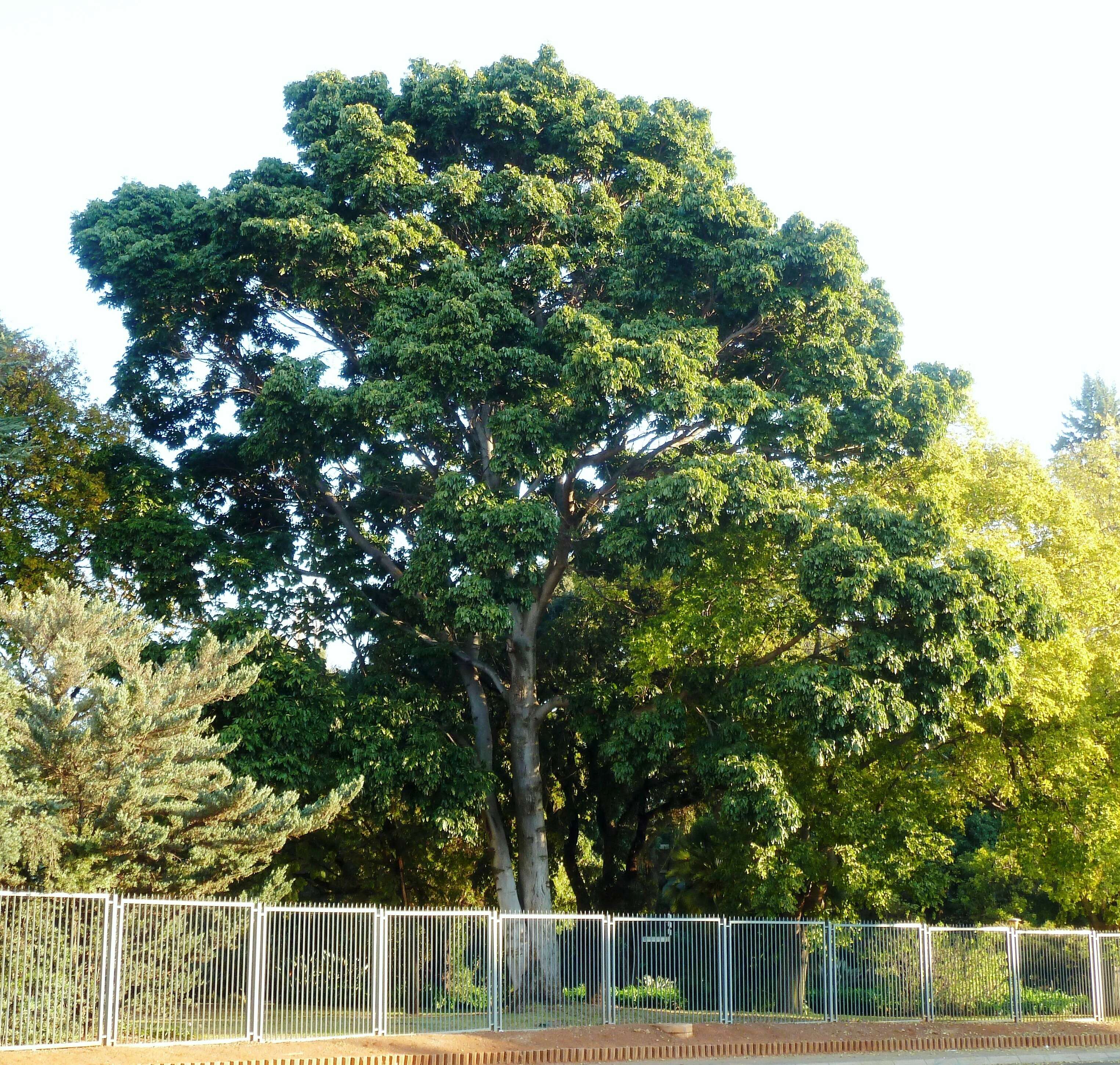 Image of African Mahogany