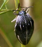 Image of Sternocera interrupta (Olivier 1790)