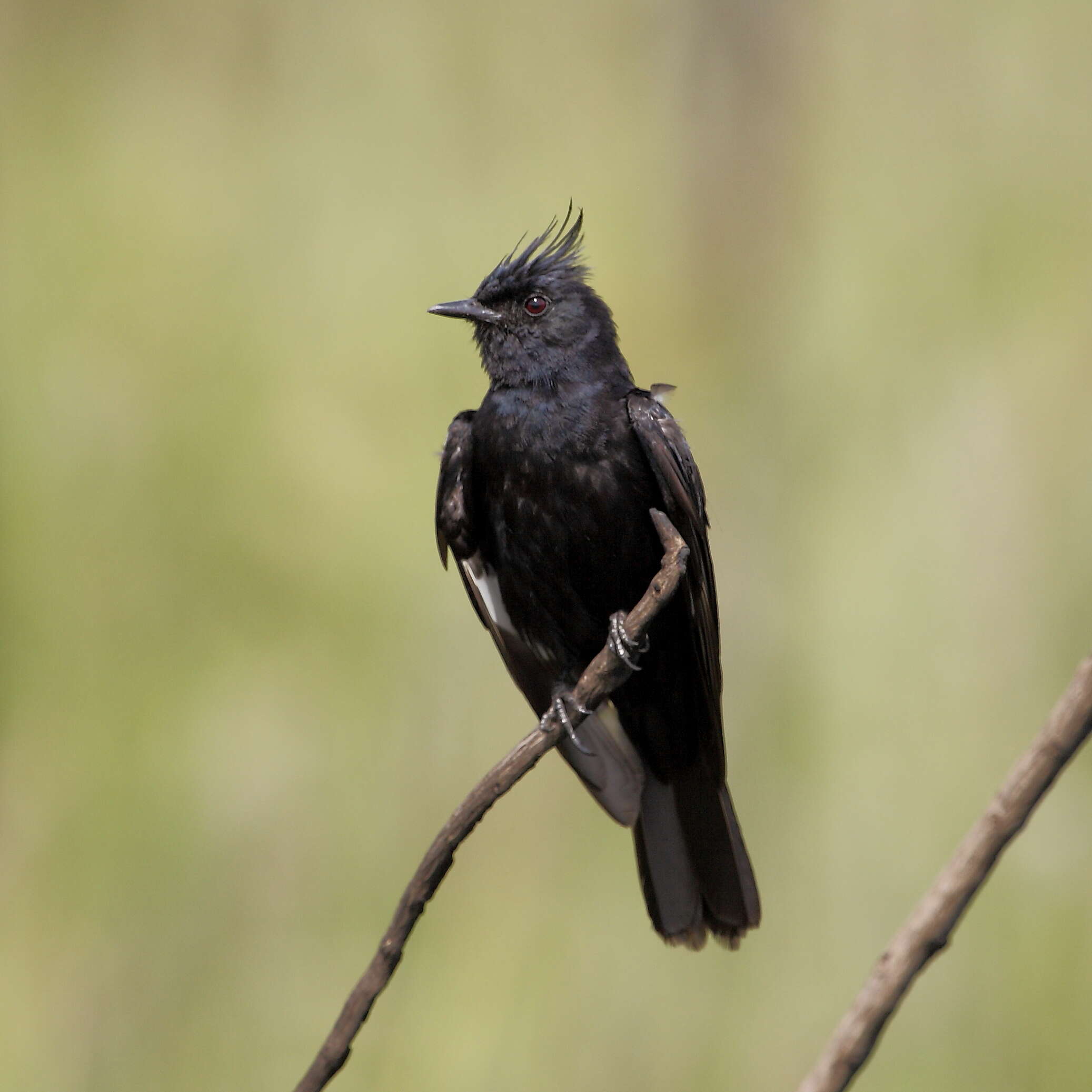 Image of Crested Black Tyrant