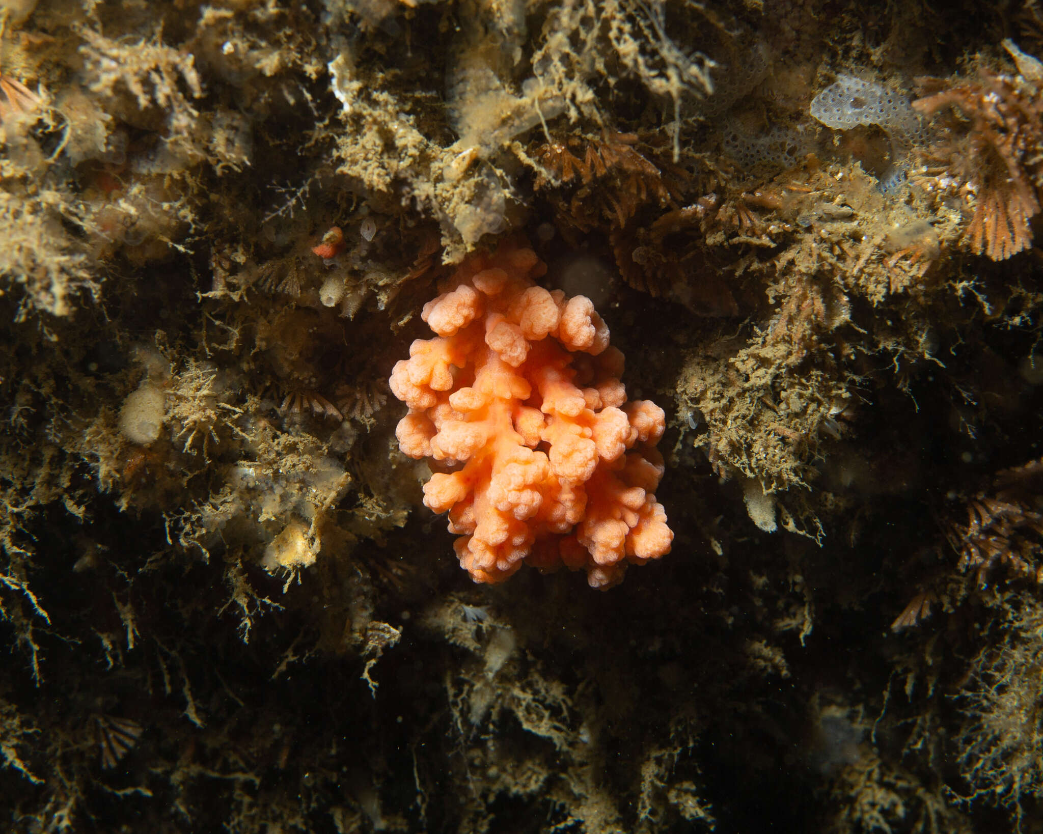 Image of Sea Strawberry