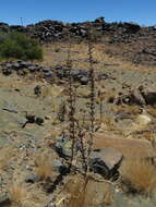 Image of Rogeria longiflora (Royen) J. Gay