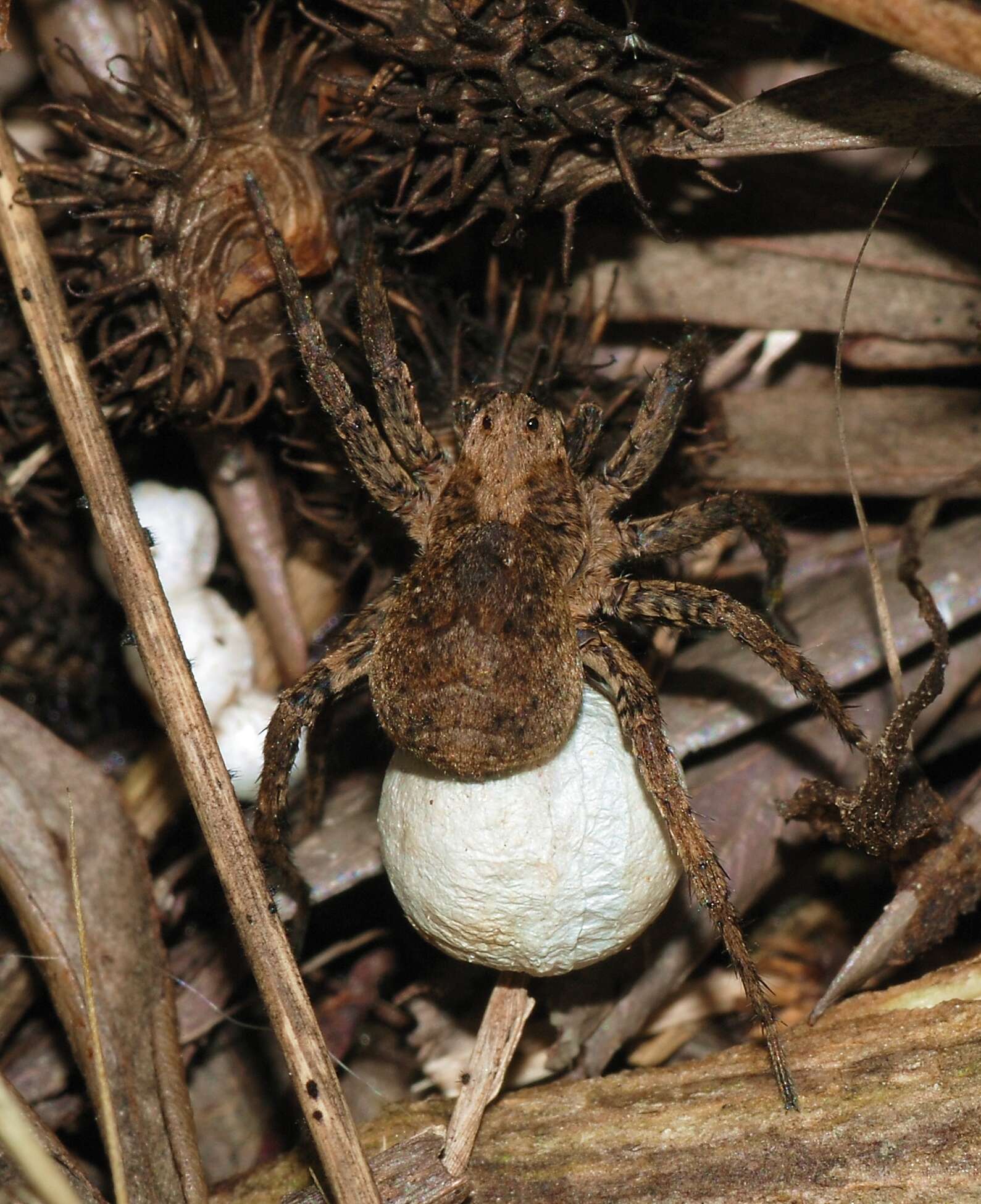 Image of Alopecosa