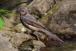 Image of Brown-eared Bulbul