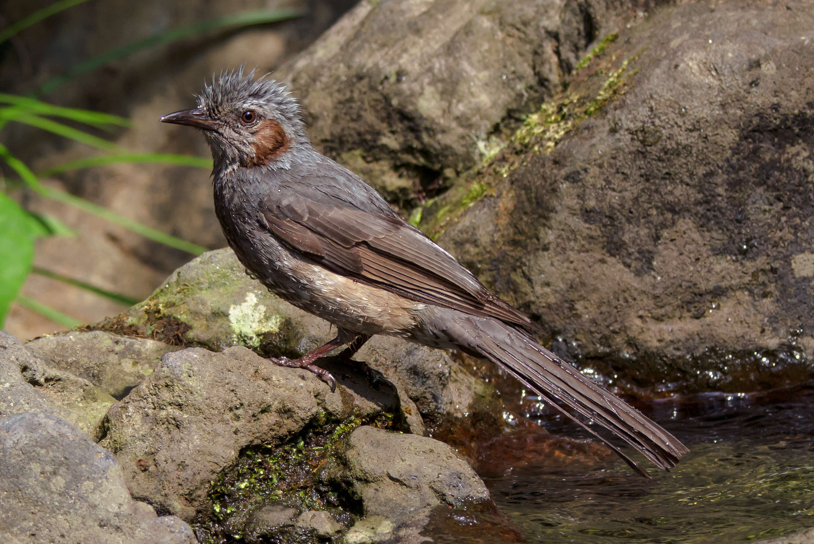 Image of Brown-eared Bulbul