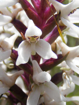 Image of Disa alticola H. P. Linder