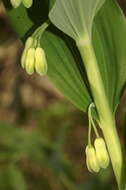 Image of Common Solomon’s-seal