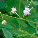 Image of Mimosa sinaloensis Britton & Rose