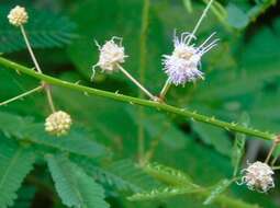 Image of Mimosa sinaloensis Britton & Rose