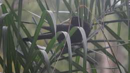 Image of Red-rumped Cacique