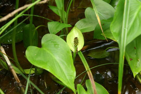 Image of callalily