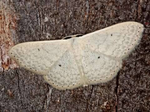 Image of Scopula optivata Walker 1861