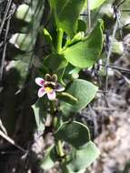 Image of Monttea chilensis var. taltalensis Reiche