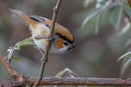 Image of Black-throated Parrotbill