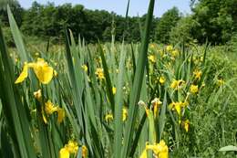 Image of yellow flag, yellow iris