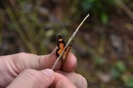 Image of Acraea acerata Hewitson 1874