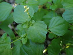 Image of Leidesia procumbens (L.) Prain