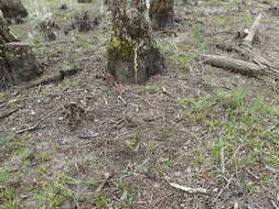 Spiranthes laciniata (Small) Ames resmi