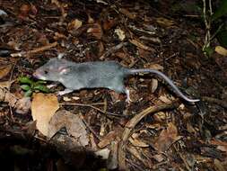 Image of long-tailed pouched rat