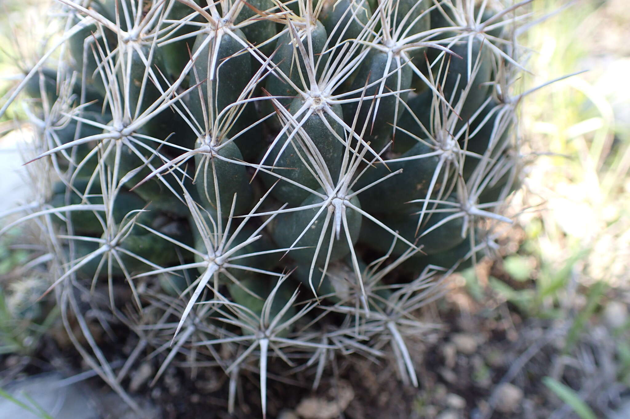 Image of pineapple cactus