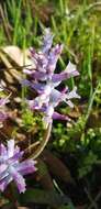 Image of Lachenalia orchioides subsp. glaucina (Jacq.) G. D. Duncan