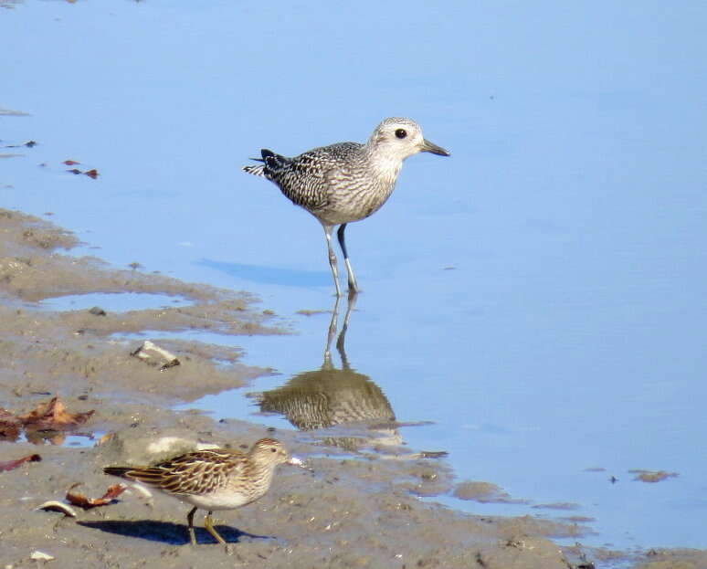 Image of Pluvialis Brisson 1760