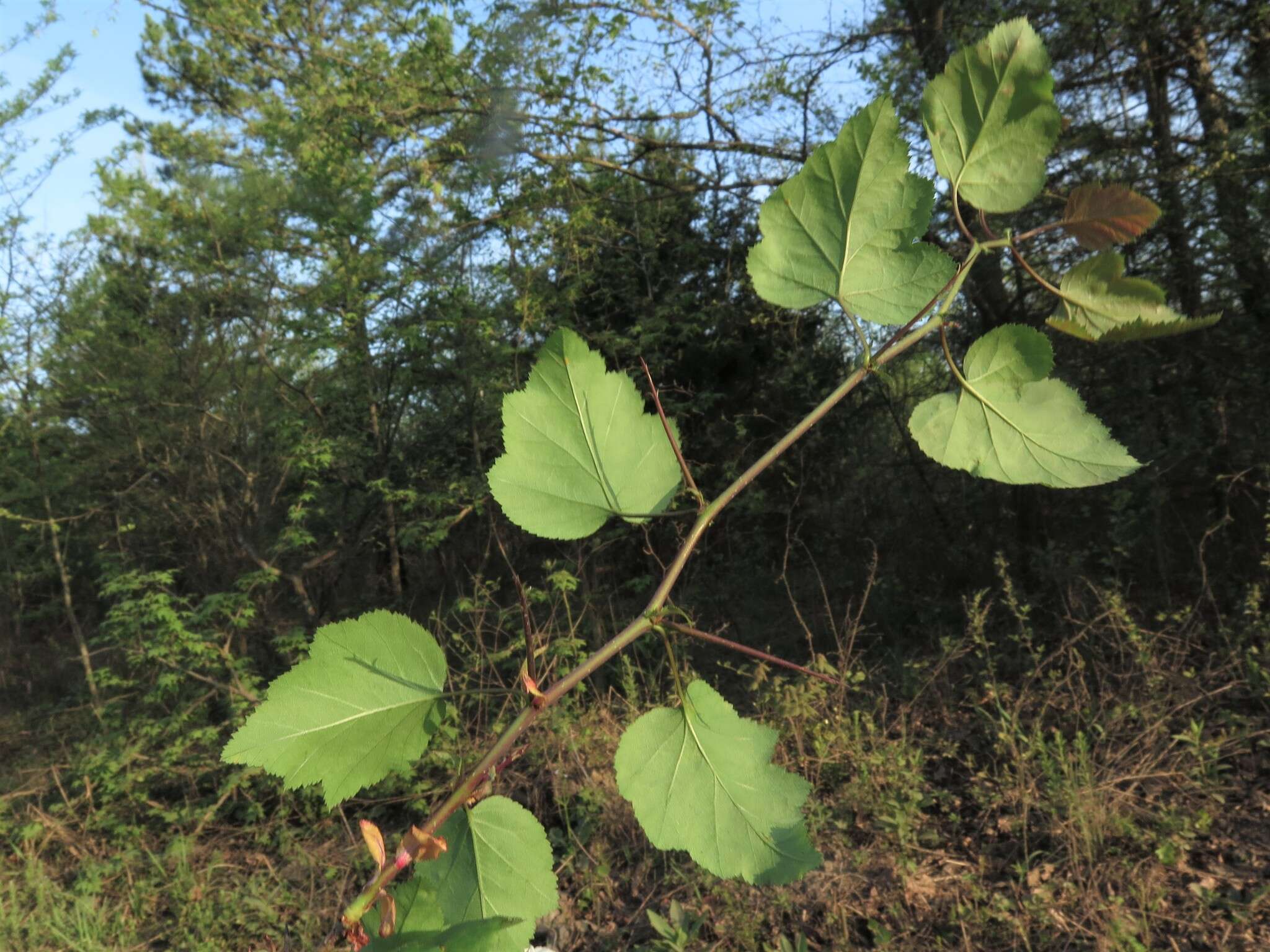 Слика од Crataegus pruinosa var. gattingeri (Ashe) Lance