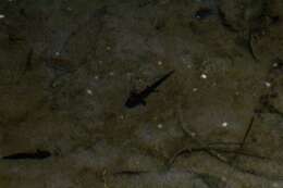 Image of Tarahumara Salamander