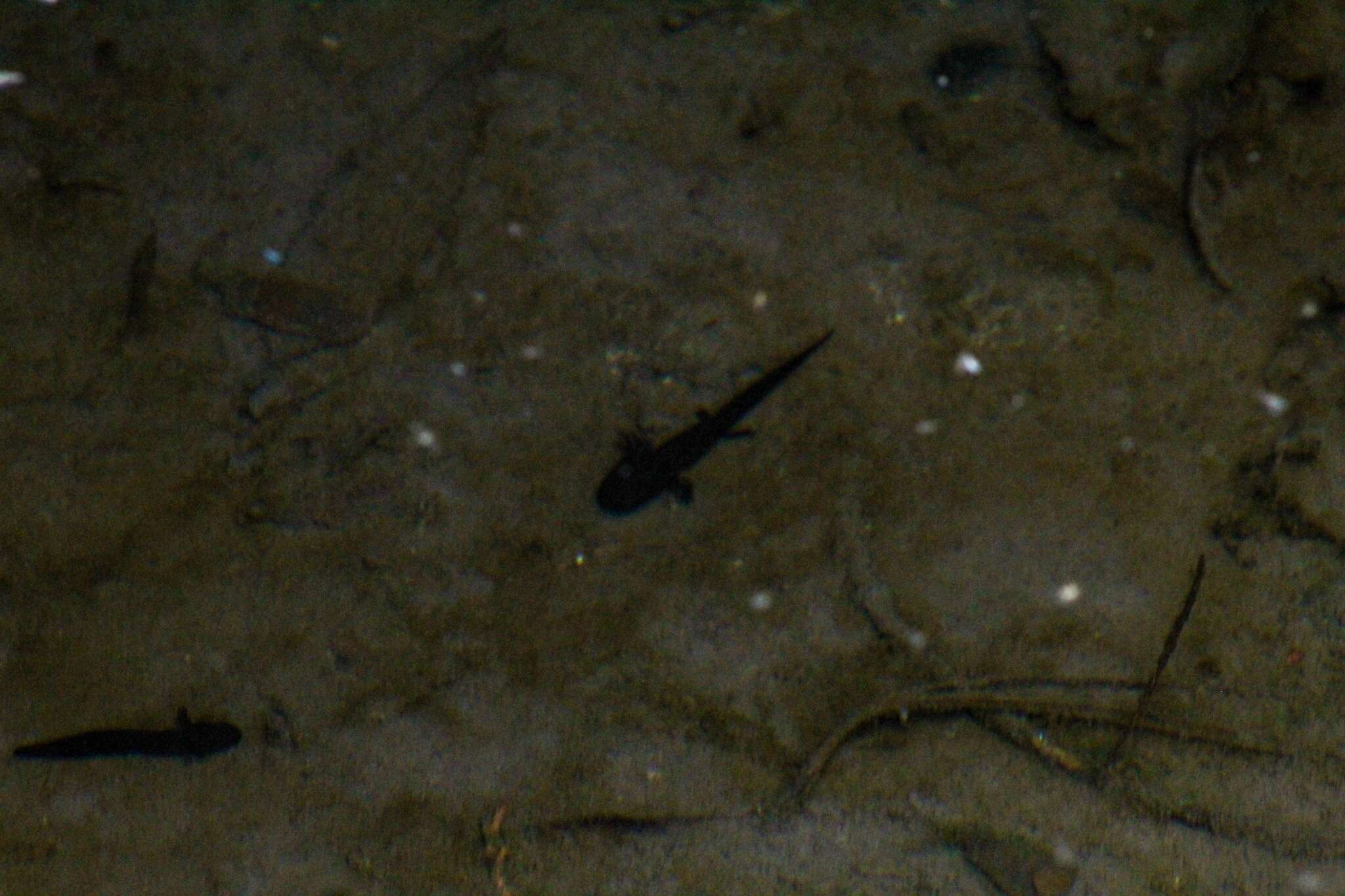 Image of Tarahumara Salamander