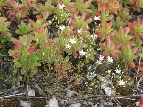 Image of Minuartia krascheninnikovii Schischk.