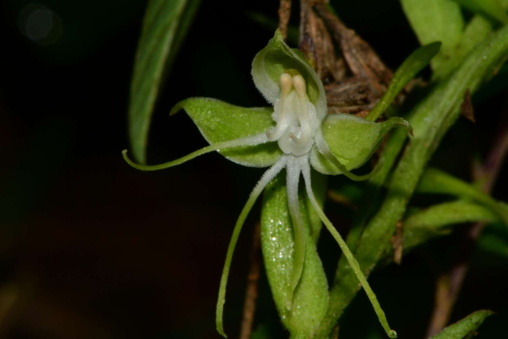 Image of Habenaria crassicornis Lindl.