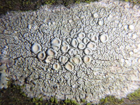 Image of Frosty saucer lichen