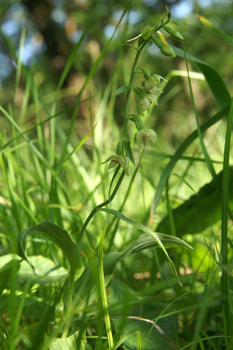 Image of Mueller's Epipactis