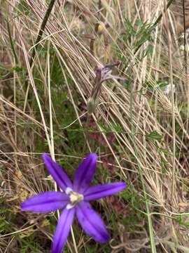 Sivun Brodiaea elegans subsp. hooveri Niehaus kuva