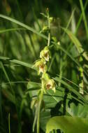 Image of Mueller's Epipactis