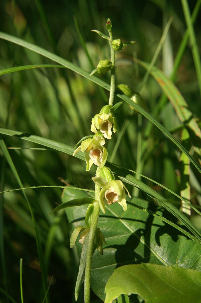 Imagem de Epipactis muelleri Godfery