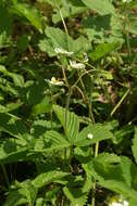 Image of Hautbois Strawberry