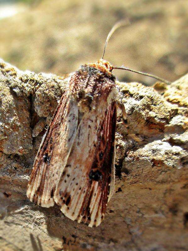 Image de noctuelle putride