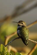 Image of Calypte Gould 1856